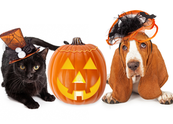 Top Cats and Dogs Halloween Costumes(+Ideas for other pets)