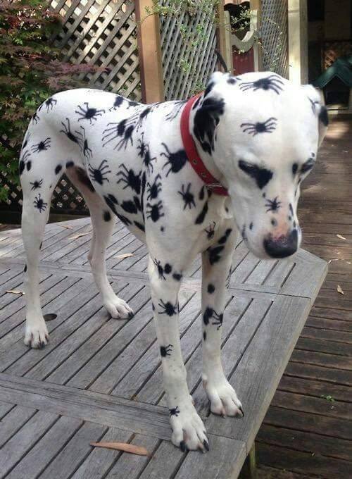 Halloween dog costume 