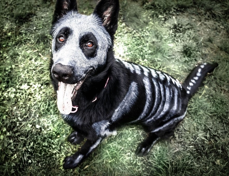 Halloween dog