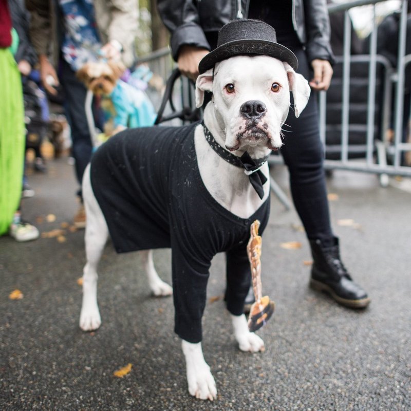 Dog in a suit