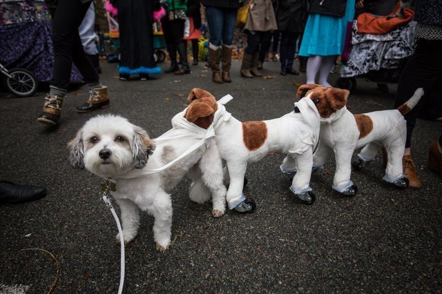 Human Centipede dog