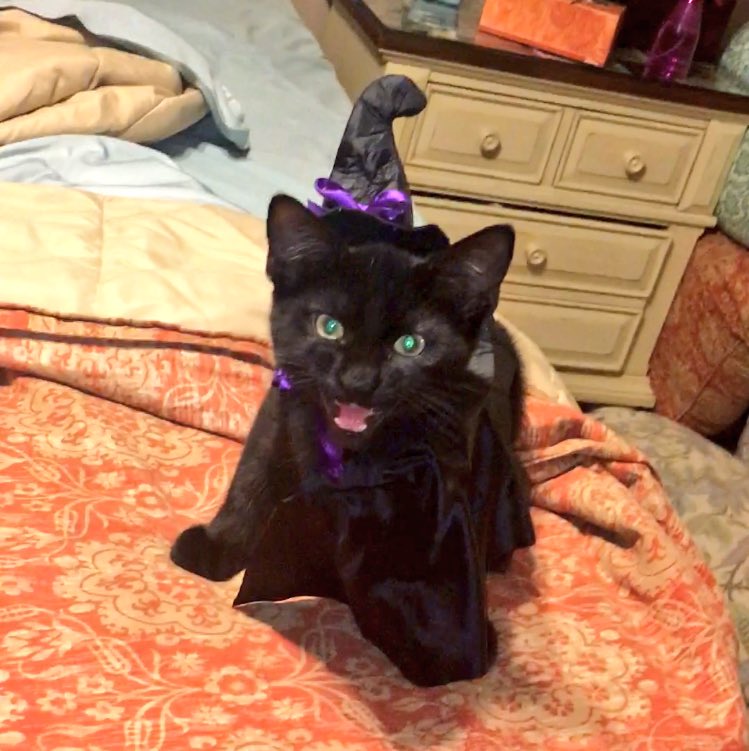 Witch cat