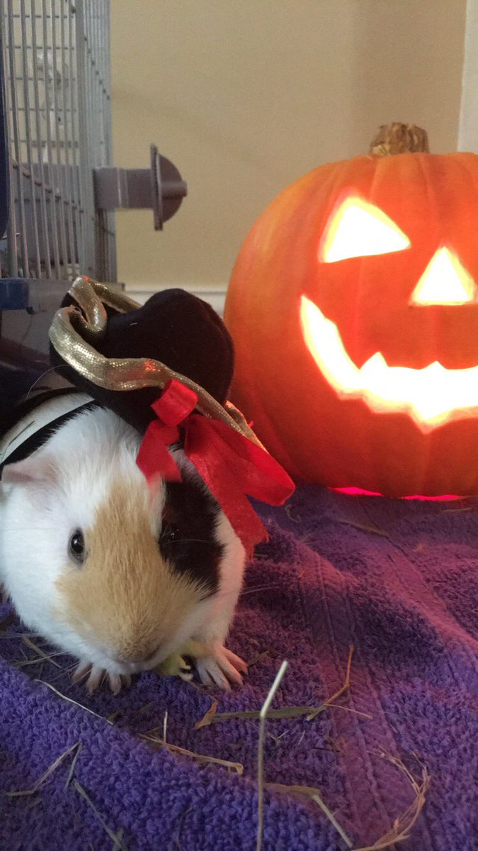 Guinea pig costume