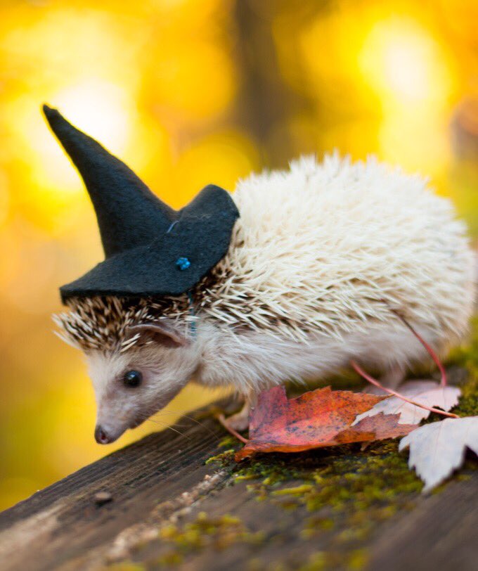 Halloween Hedgehog 