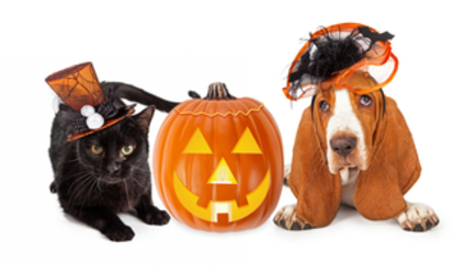 Top Cats and Dogs Halloween Costumes(+Ideas for other pets)